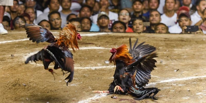 Cách chơi đá gà thắng lớn – Mẹo hay từ cao thủ