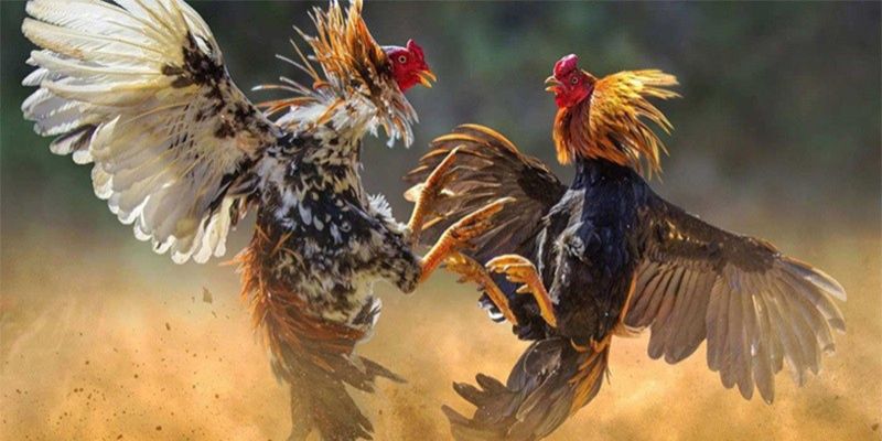 Cách chơi đá gà phát triển mạnh mẽ dưới hình thức trực tuyến