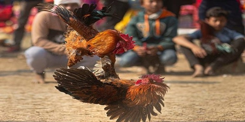 cách chơi đá gà
